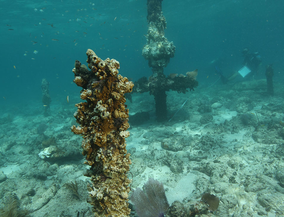 Main beacon pile centered among three significantly shorter support posts. Photo credit: M. Lawrence.
