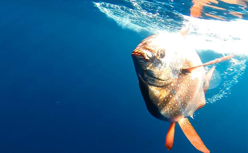 Are all fish cold-blooded?
