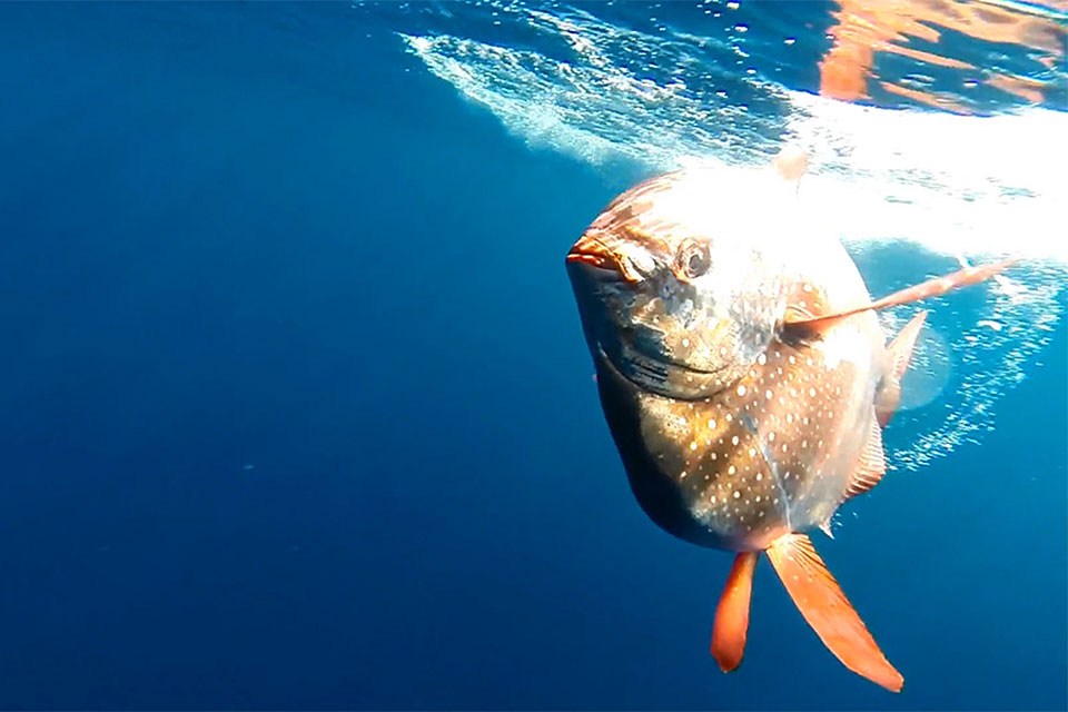 an opah swimming in the open ocean an opah swimming in the open ocean