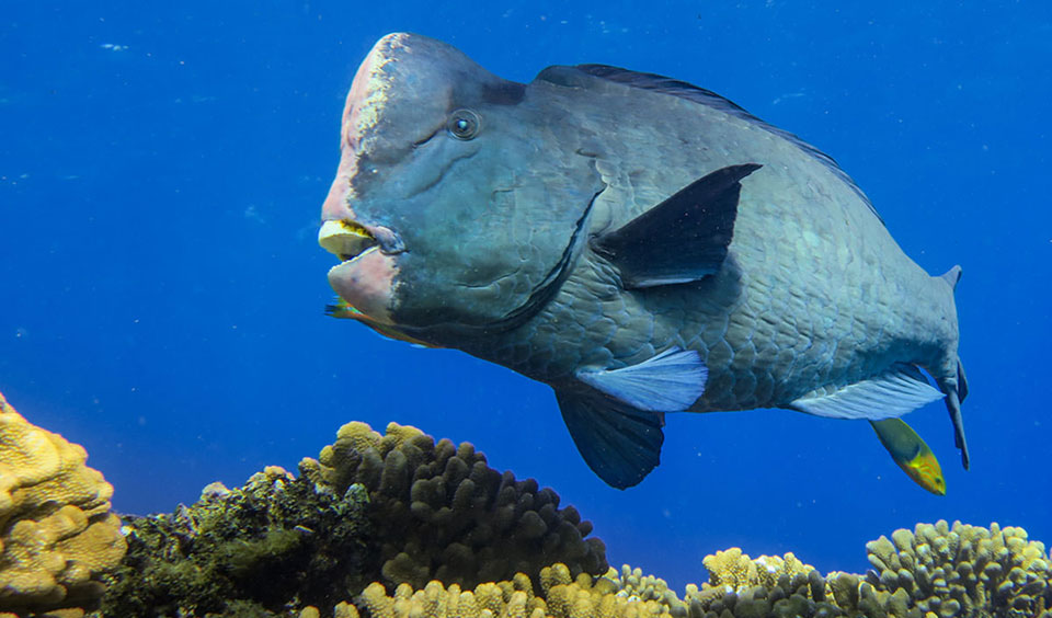 giant bumphead parrotfish