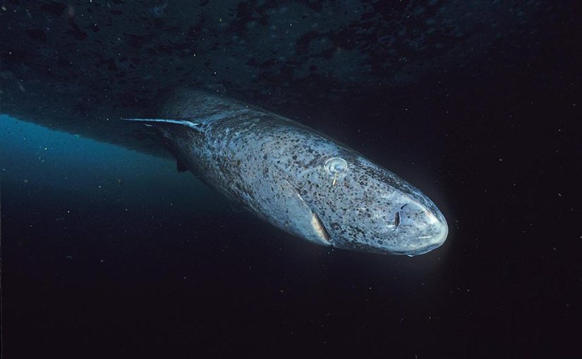 How lengthy do Greenland sharks dwell?