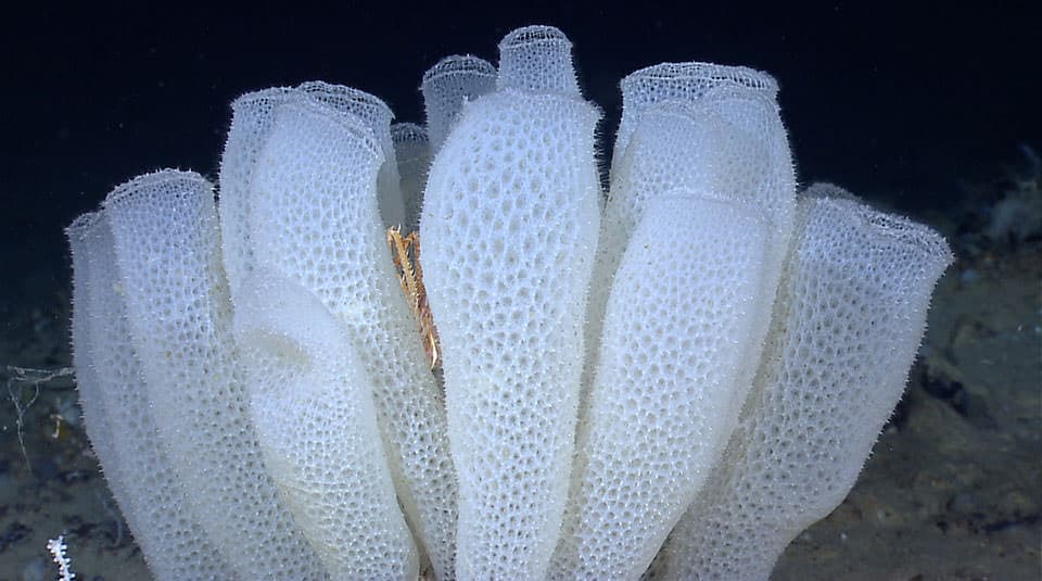 a glass sponge