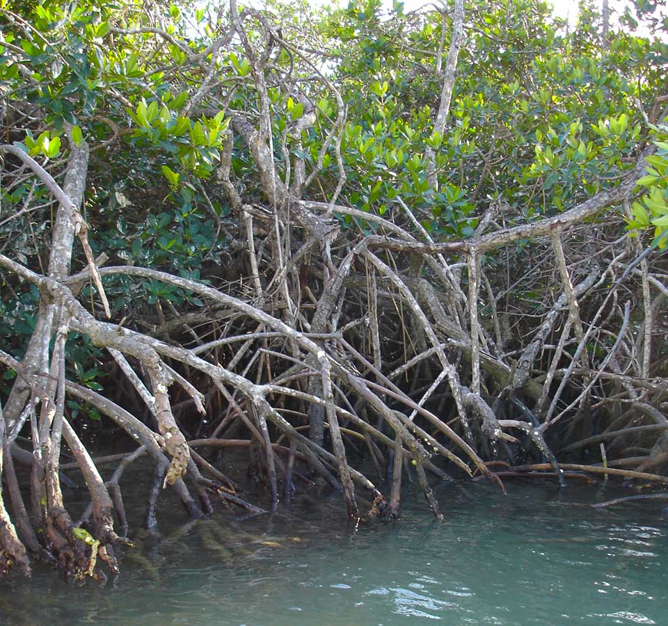 mangroves