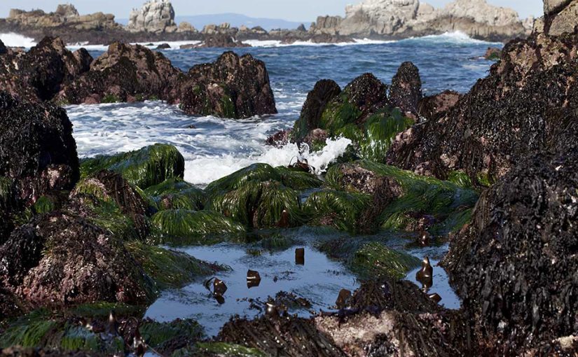 What’s the intertidal zone?