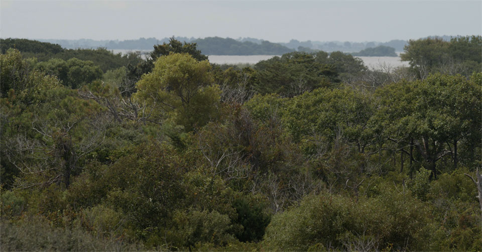 a maritime forest