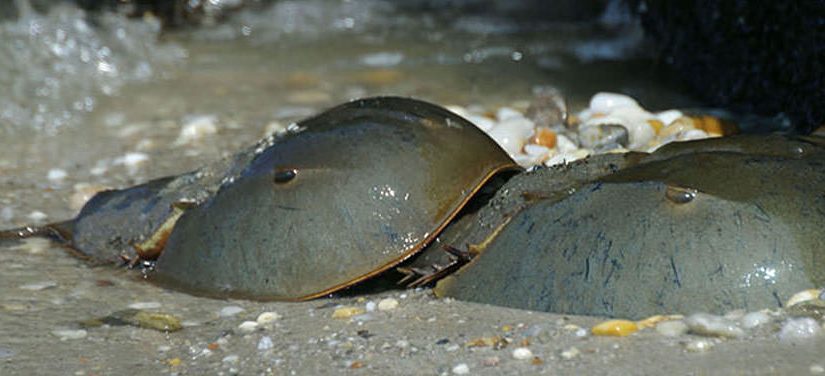 Are horseshoe crabs actually crabs?