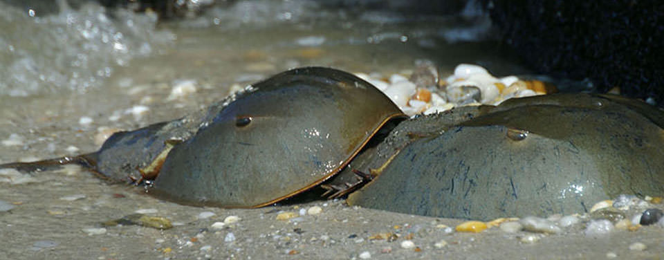 Horsehoe crab mating season, Lewes, Delaware