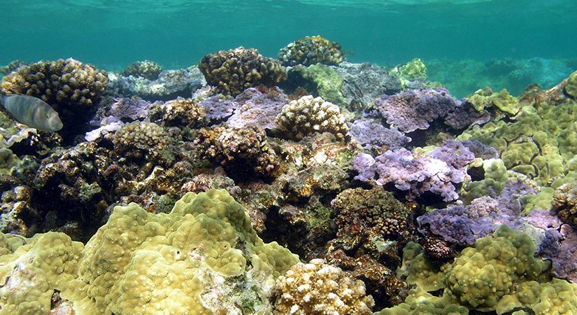 Can a coral reef get well from bleaching and different nerve-racking occasions?