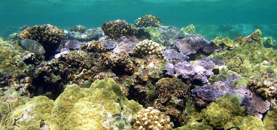 ​Coral reef​s ​​​​in the clear blue waters of Kure Atoll in ​Hawaii's Papahānaumokuākea Marine National Monument​