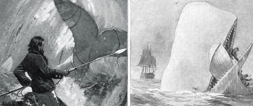 Was Moby Dick an actual whale?