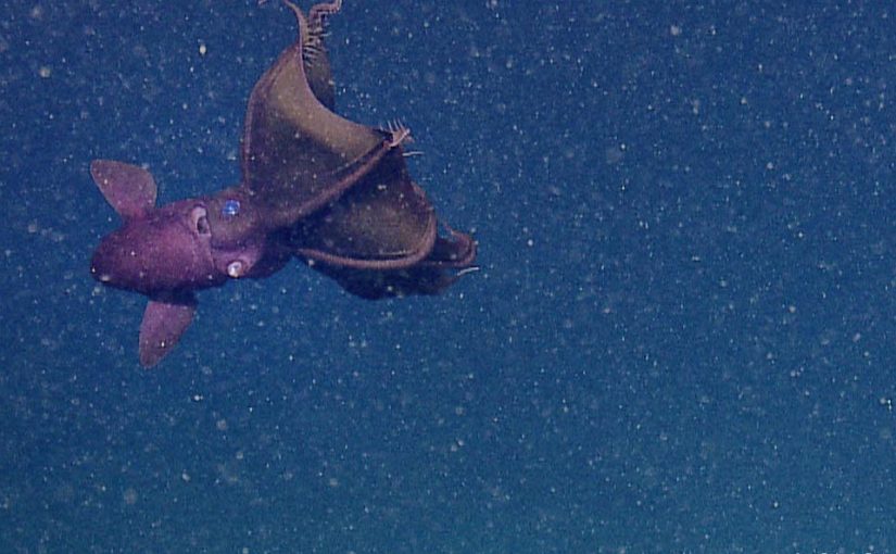 What are the vampire squid and the vampire fish?