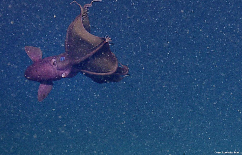 A Vampire squid