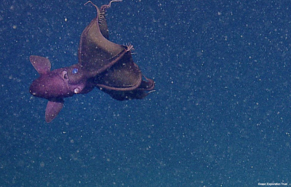 A Vampire squid