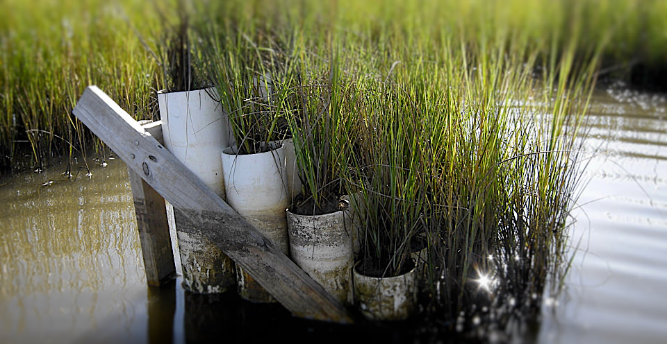 An installed marsh organ at the Apalachicola National Estuarine Research Reserve in the Florida Panhandle