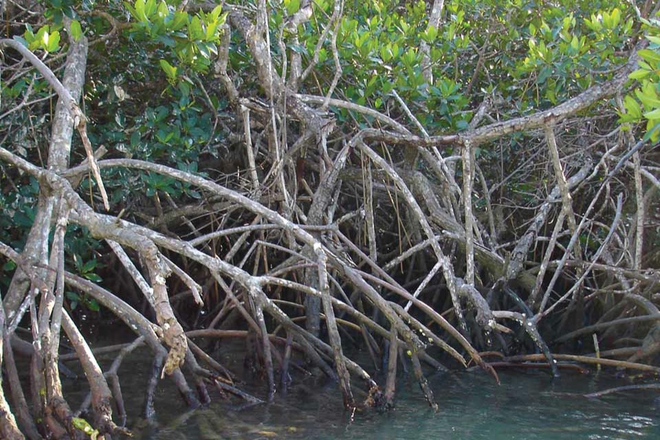 This is an image of a mangrove, but did you know it is also an image of a sink? A carbon sink.