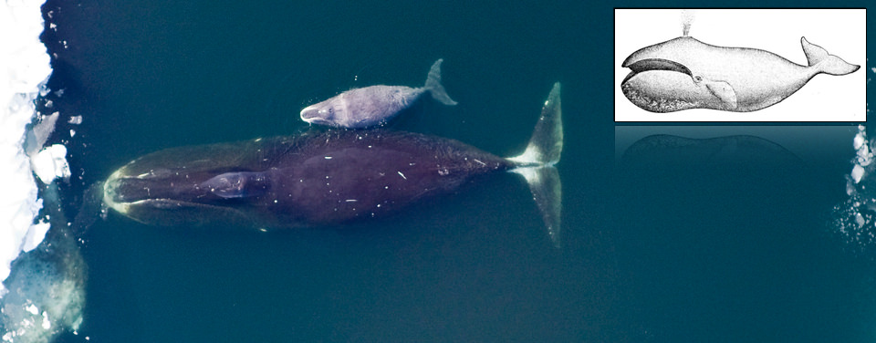 Bowhead whale and calf in the Arctic (Marine Mammal Permit 782-1719) bowhead whale and calf