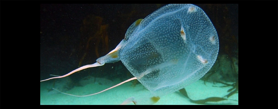 photo of box jellyfish